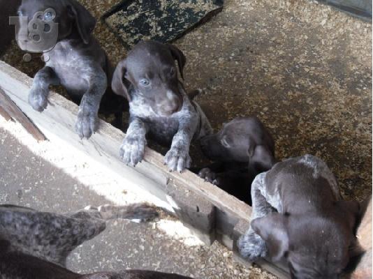 German Shorthaired Pointer Deutsch Kurzhaar